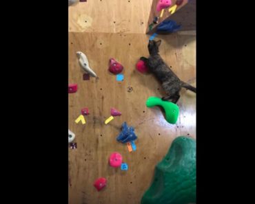 Rescue Cat Shows Off Her Amazing Rock-Climbing Skills!