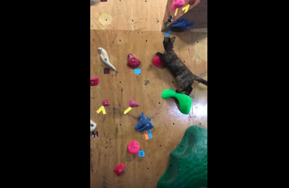 Rescue Cat Shows Off Her Amazing Rock-Climbing Skills!