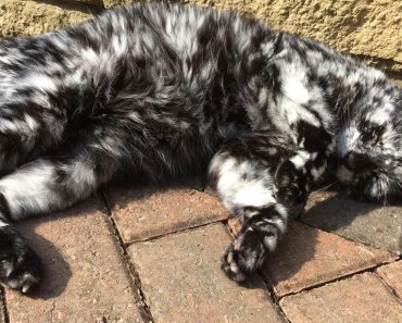 His Fur Transformed From Completely Black To Flecked With White!