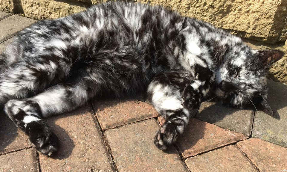 His Fur Transformed From Completely Black To Flecked With White!