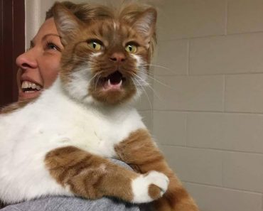 14 Shelter Cats Were Adopted Thanks To Peter The Cat