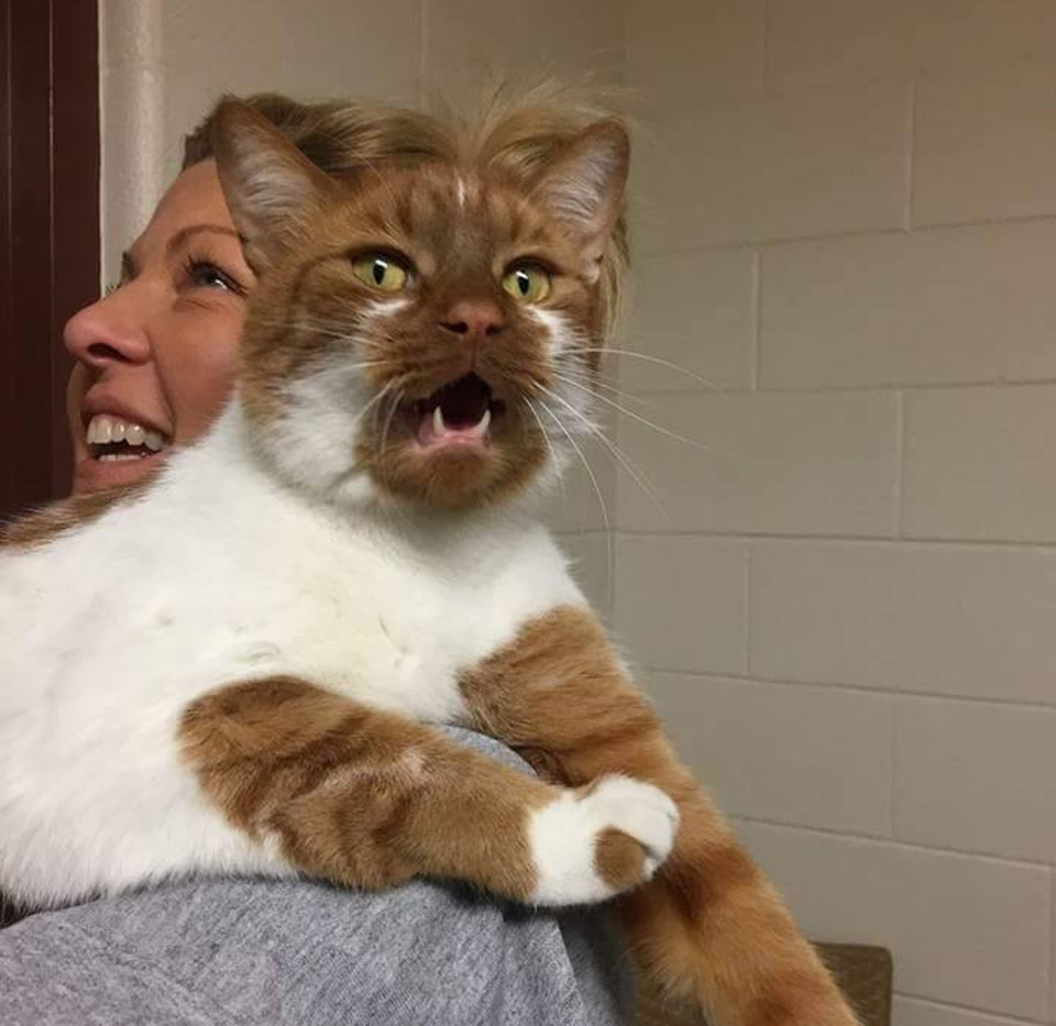 14 Shelter Cats Were Adopted Thanks To Peter The Cat