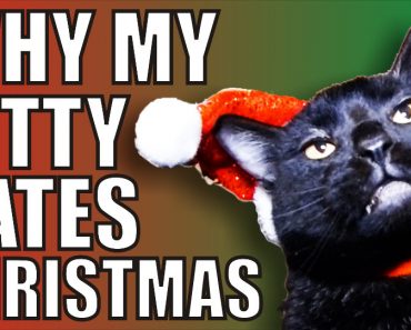 This Kitty Cat Hates Christmas!