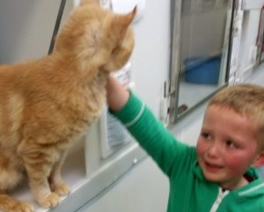 Little Boy Burst Into Tears When he Found His Long-Lost Feline Friend