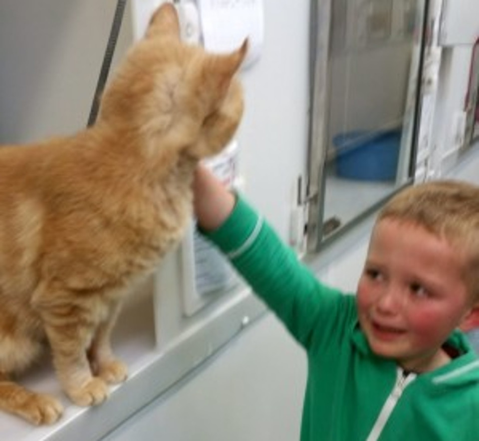 Little Boy Burst Into Tears When he Found His Long-Lost Feline Friend