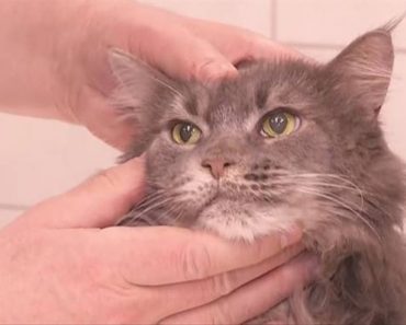 Cat With Half A Brain Astounds Veterinarians In Poland!