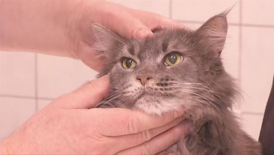 Cat With Half A Brain Astounds Veterinarians In Poland!