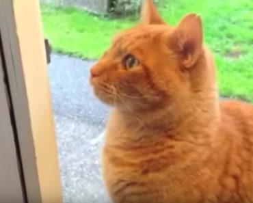 Cat Has A Clever Trick To Let Humans Know He Wants Inside!