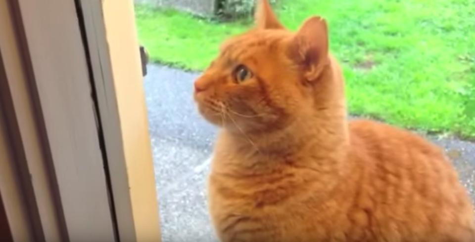 Cat Has A Clever Trick To Let Humans Know He Wants Inside!