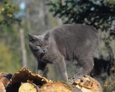 Why The Cats On The Isle Of Man Have Lost Their Tails?