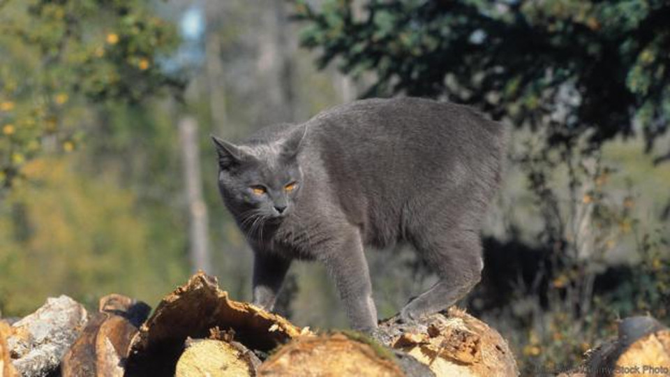 Why The Cats On The Isle Of Man Have Lost Their Tails?