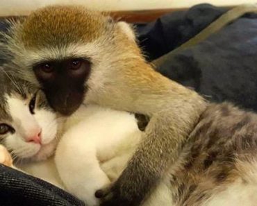 Baby Monkey Learned The Meaning Of Love And Friendship From Cats!