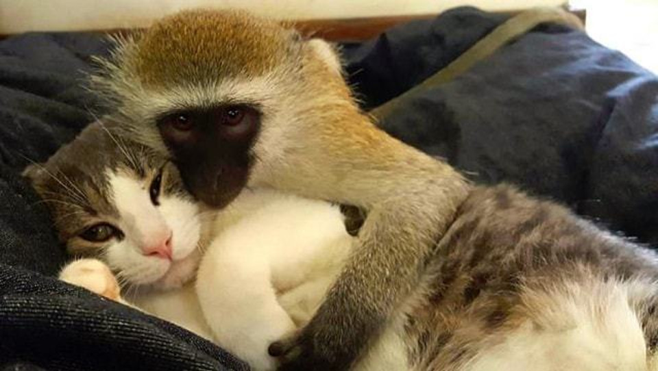 Baby Monkey Learned The Meaning Of Love And Friendship From Cats!