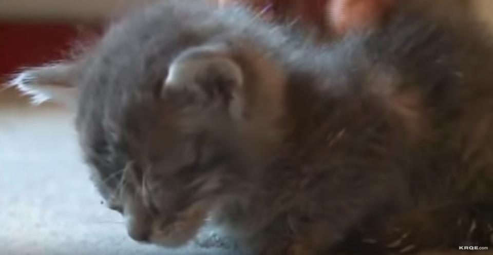 Kitten Was Found In The Trash With Paint In His Tiny Eyes…