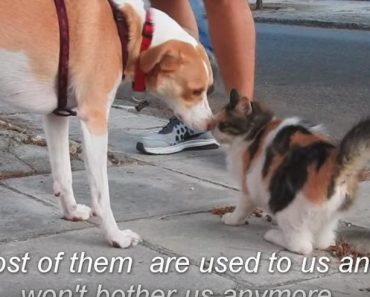 Rescue Dog Helps Her Owners Feed 30 Stray Cats On Her Daily Walk