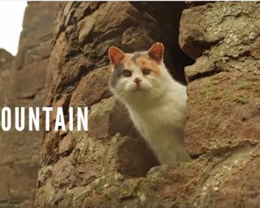 Stevie The Blind Cat Climbed A Mountain!