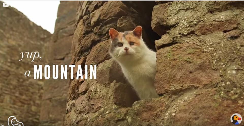 Stevie The Blind Cat Climbed A Mountain!