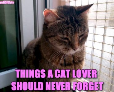 Things A Cat Lover Should Never Forget