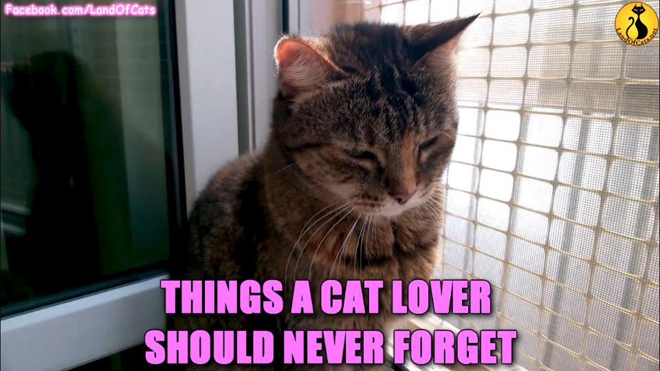 Things A Cat Lover Should Never Forget