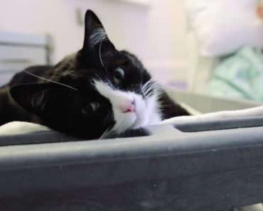 Tuxedo Cat Brings Smiles And Hope To Critically Ill Patients