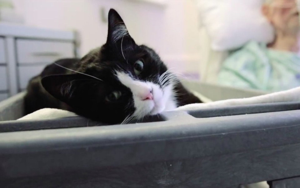 Tuxedo Cat Brings Smiles And Hope To Critically Ill Patients