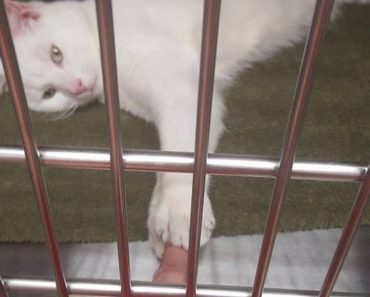 Cat Lying Lifeless In A Shelter Gets A Second Chance, Then and Now