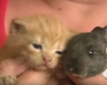 Lovely Cat Mother Adopts Orphaned Baby Rabbit!