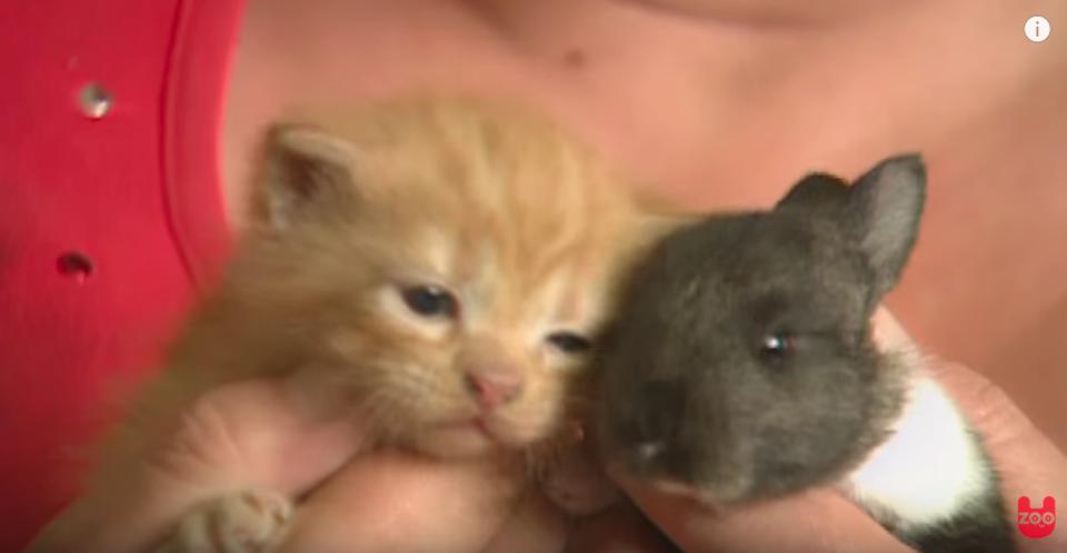 Lovely Cat Mother Adopts Orphaned Baby Rabbit!