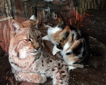 Cat And Lynx Become Inseparable Friends!