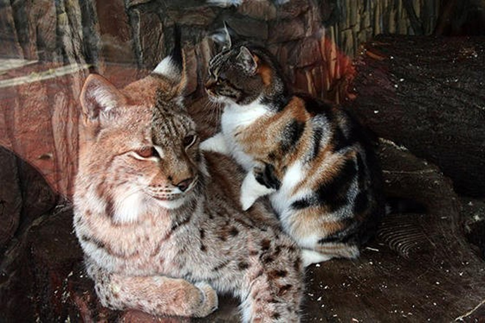 Cat And Lynx Become Inseparable Friends!