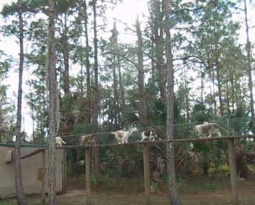 Woman Built An Outdoor Bridge For Her Feral Rescue Cats To Use