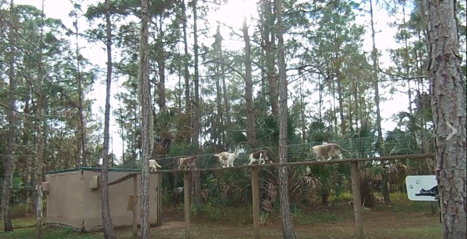 Woman Built An Outdoor Bridge For Her Feral Rescue Cats To Use