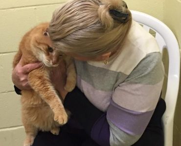 Woman Adopts Shelter Senior Cat, Then Goes Back For His Best Friend