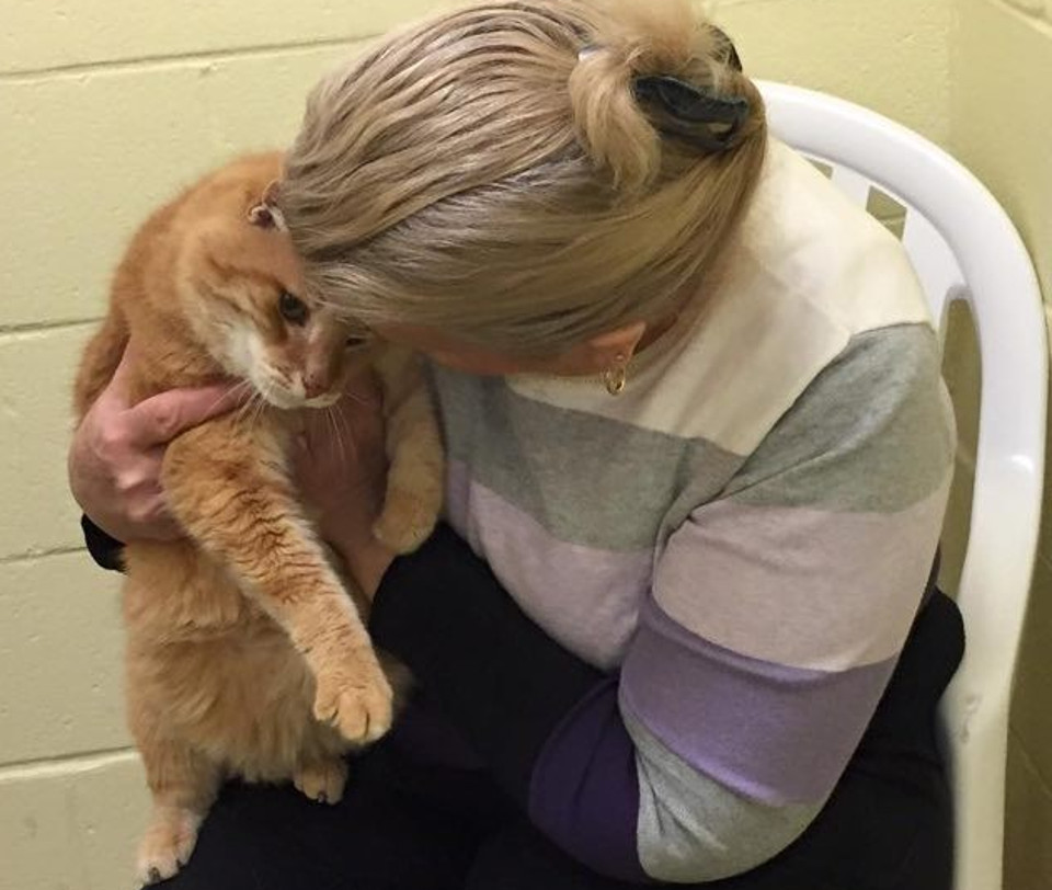 Woman Adopts Shelter Senior Cat, Then Goes Back For His Best Friend