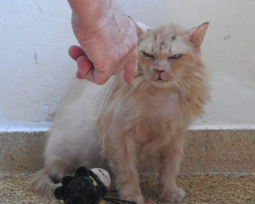 Abandoned At 17 – New Beginning For An Elderly Cat