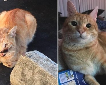 Ginger Cat Was Hit By Car. $6,000 Later…