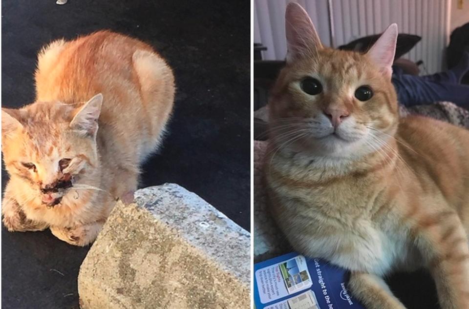 Ginger Cat Was Hit By Car. $6,000 Later…