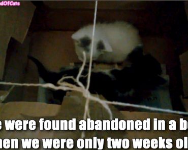 Kittens Found Abandoned In A Box Got A Second Chance At Life!