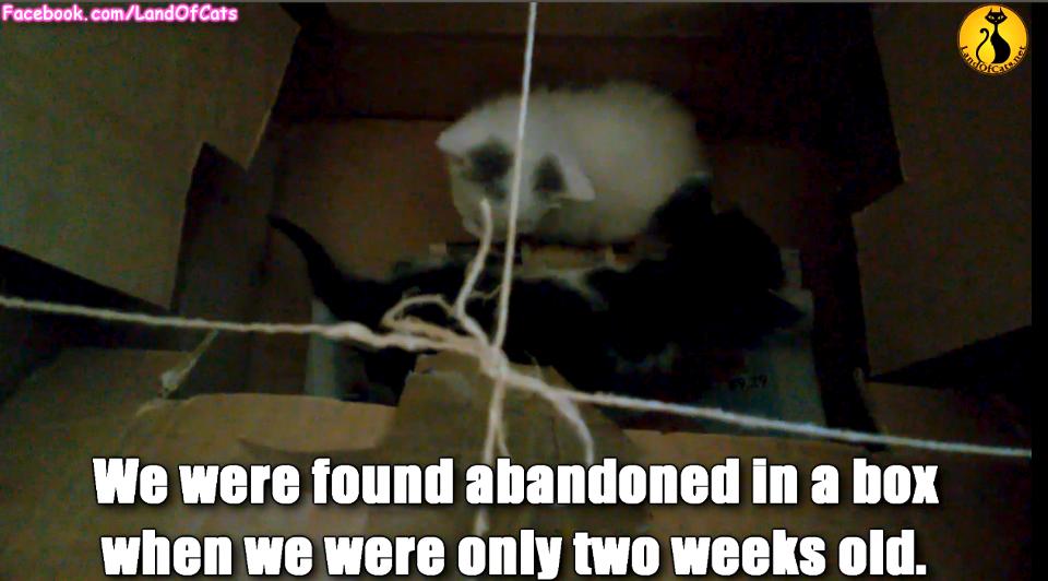 Kittens Found Abandoned In A Box Got A Second Chance At Life!