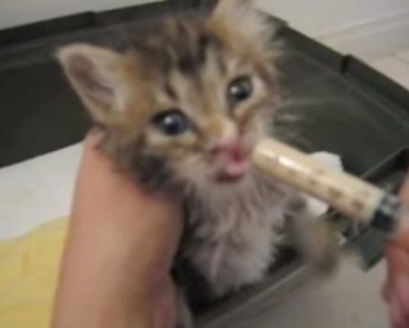 Kitten Miraculously Survives After Being Trapped Underneath A House For Days!