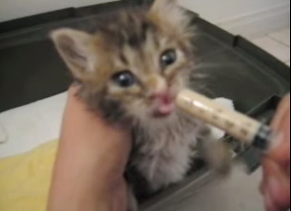 Kitten Miraculously Survives After Being Trapped Underneath A House For Days!