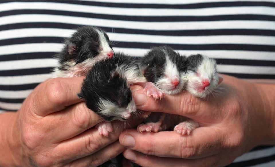 Newborn Kittens Dumped In Bag In McDonald’s Restaurant