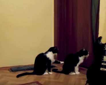 Polite Kitty Tries To Apologize His Friend!