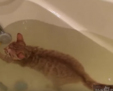 This Kitty Loves Water!