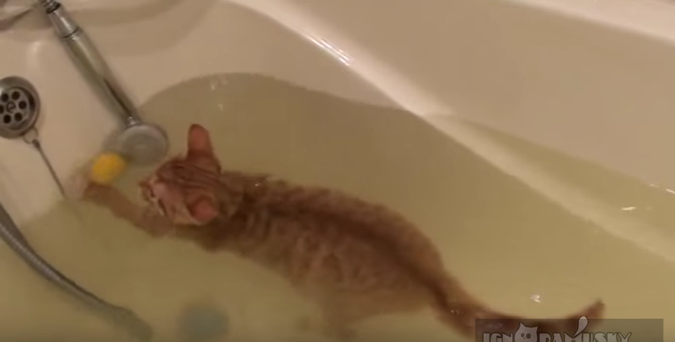 This Kitty Loves Water!