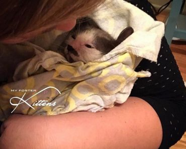 Kind Hearted Woman Refuses To Give Up At A Sick Kitten
