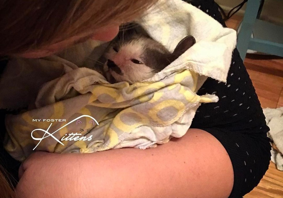 Kind Hearted Woman Refuses To Give Up At A Sick Kitten