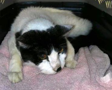 20-Year-Old Cat Dumped At Shelter Starts A New Life