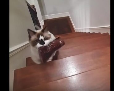 Cat Delivers Her Own Bag Of Treats To Be Fed!