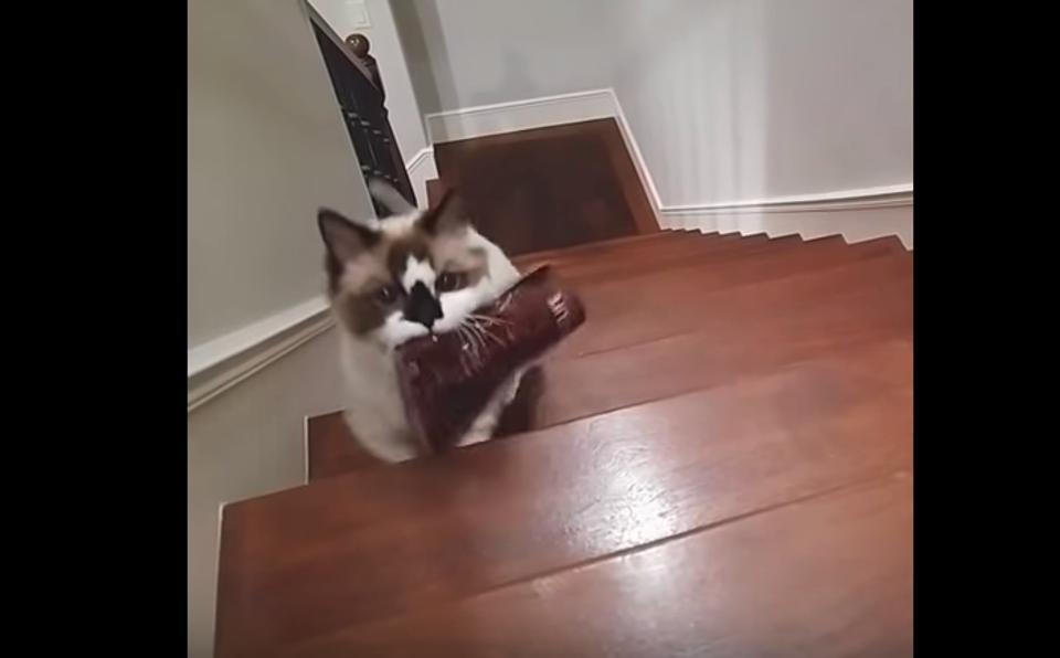 Cat Delivers Her Own Bag Of Treats To Be Fed!